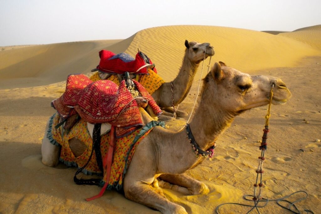 Camel Safari in the Thar Desert