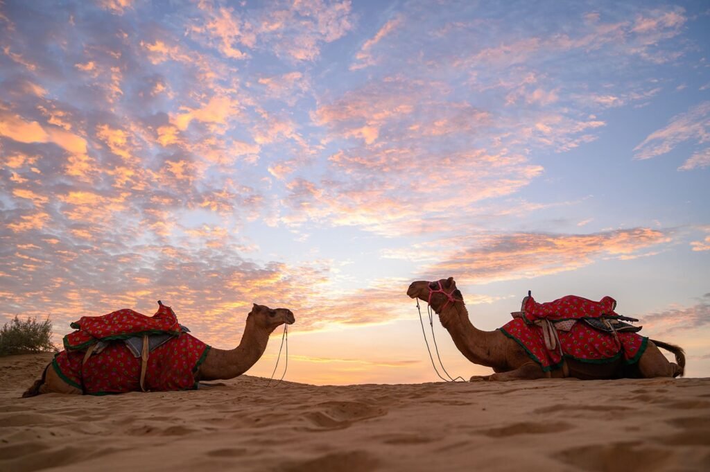 Camel Safari in Jaisalmer